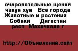 очаровательные щенки чихуа-хуа - Все города Животные и растения » Собаки   . Дагестан респ.,Махачкала г.